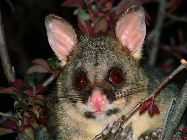 The common brushtail possum, a major pest in New Zealand. Image: Wikimedia